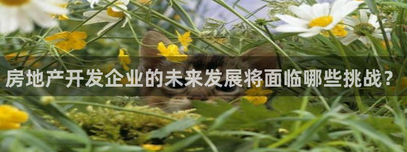 娱乐风暴港：房地产开发企业的未来发展将面临哪些挑战？