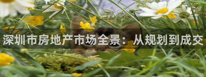 风暴娱乐下5指尖：深圳市房地产市场全景：从规划到成交