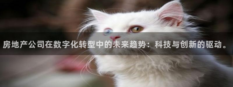 万万娱乐风暴：房地产公司在数字化转型中的未来趋势：科技与创新